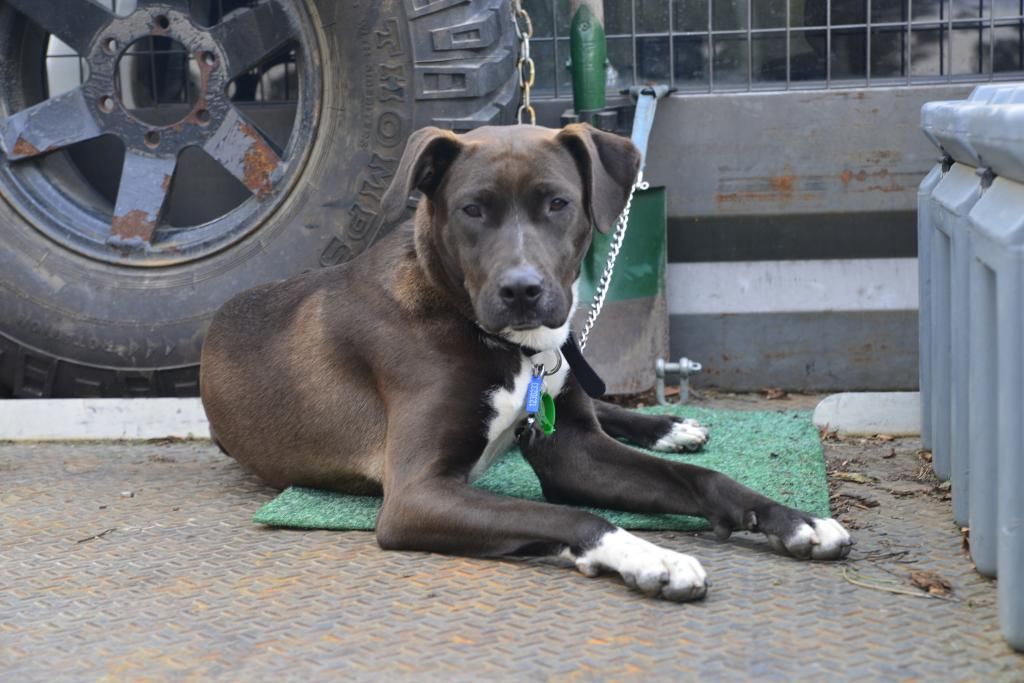 Patrol dogs. Patrol 4x4 Nissan Patrol Forum