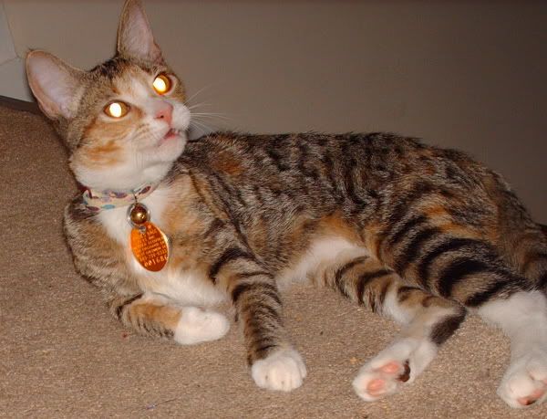 Cat Eye Shine
