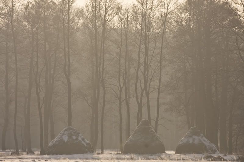 Dołączona grafika