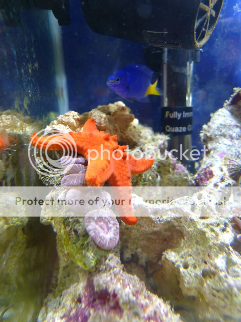 请问呢粒系红海星定朱古力星.